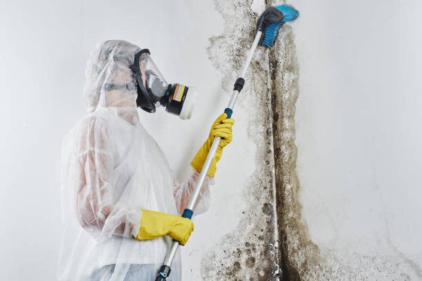 Best Post-Flood Mold Remediation in Fayette, MO