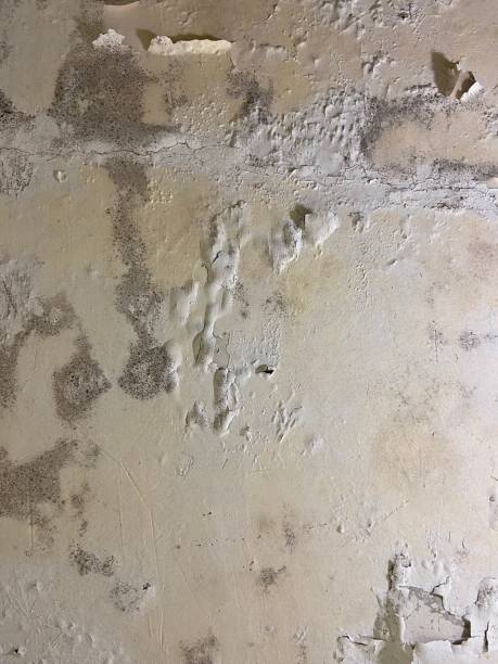 Best Black Mold Remediation in Fayette, MO