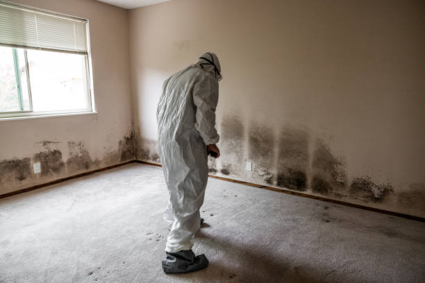 Best Emergency Mold Remediation in Fayette, MO