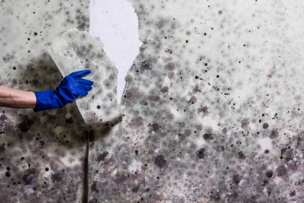 Best Industrial Mold Remediation in Fayette, MO